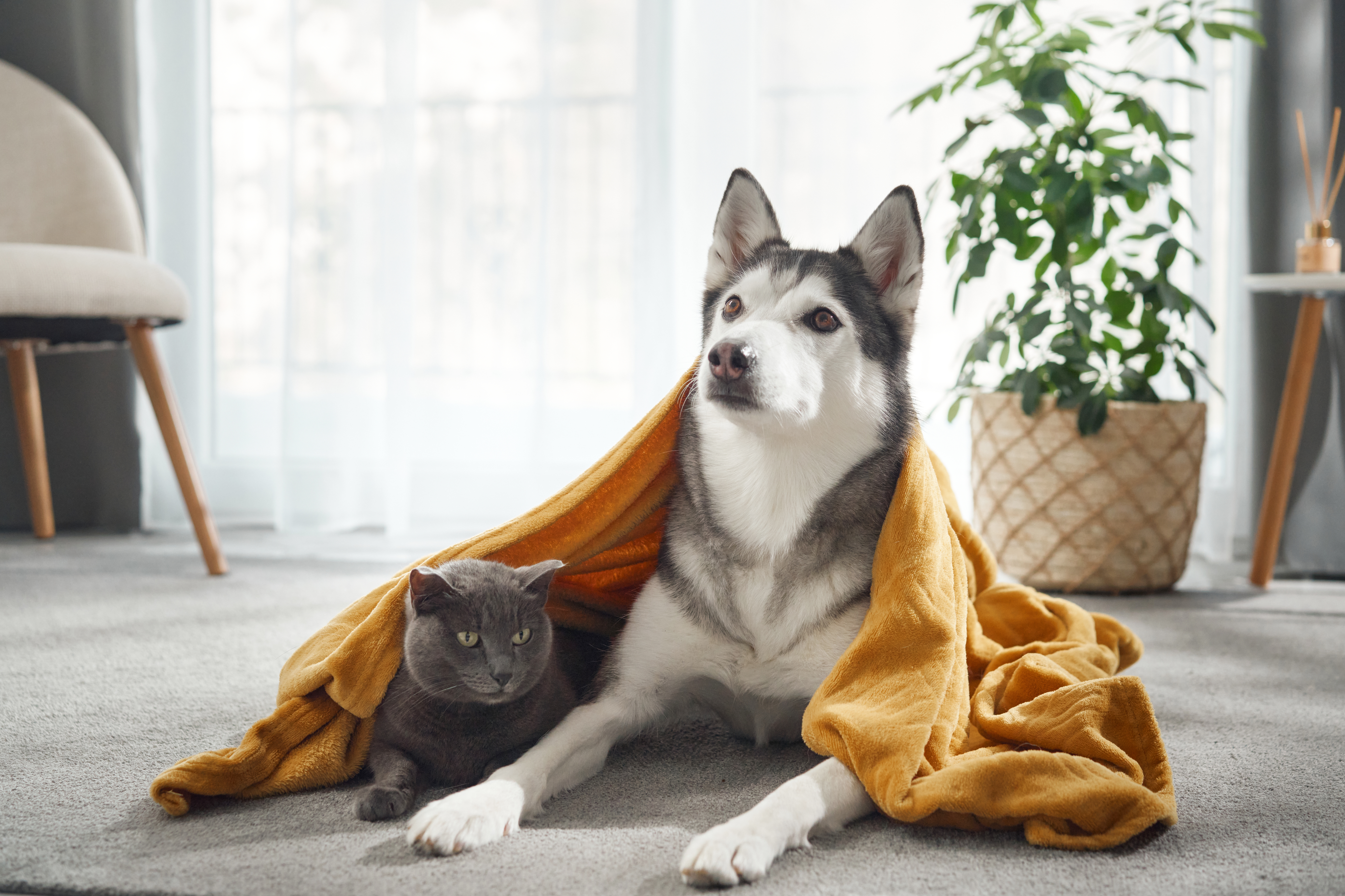 Ondernemingsplan voor het starten van een dierenpension