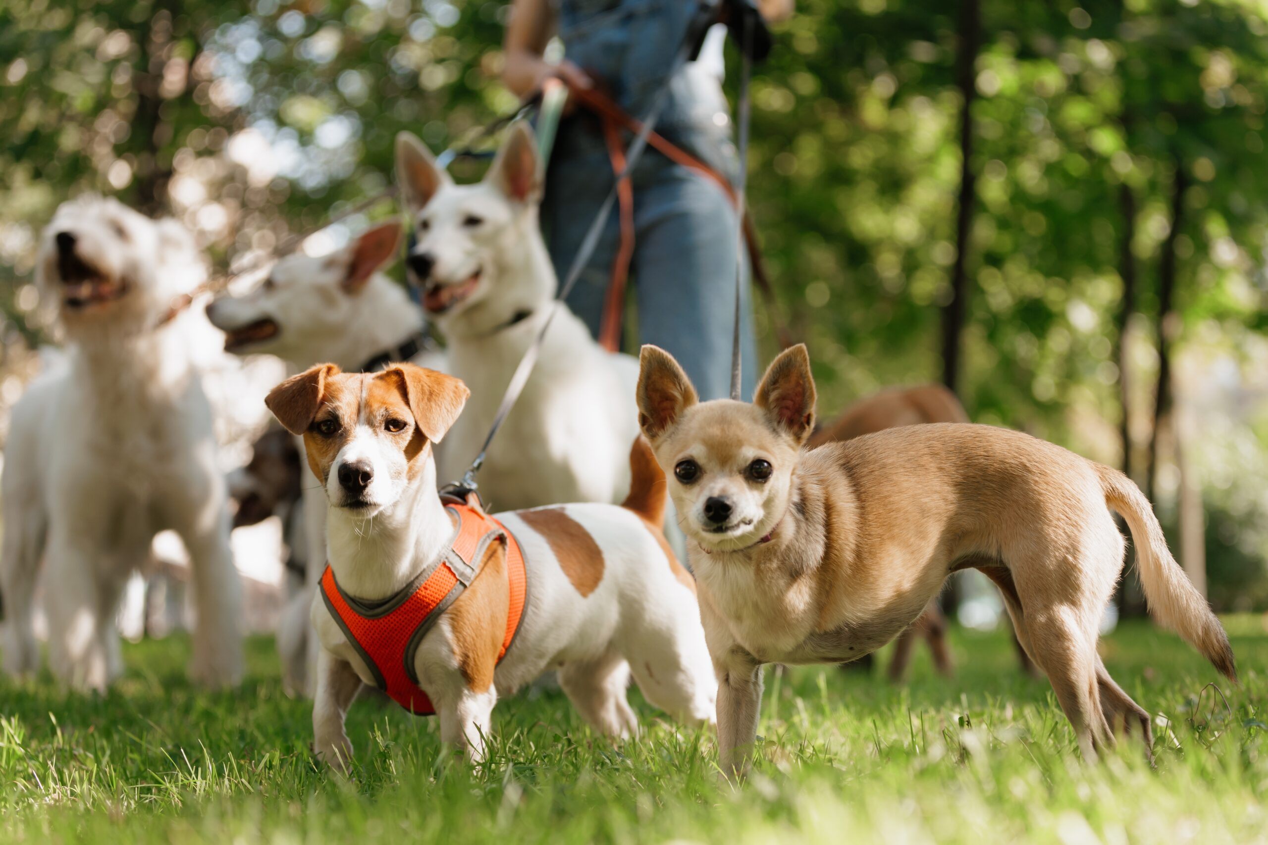 Ondernemingsplan voor het starten van een hondenuitlaatservice